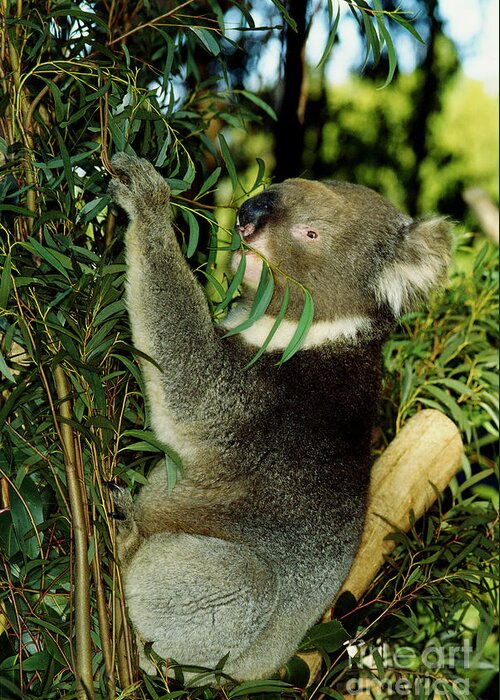 Animal Greeting Card featuring the photograph Koala #1 by Gregory G. Dimijian