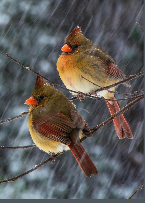 Female Northern Cardinals Framed Prints Greeting Card featuring the photograph Ladies In Waiting by John Harding