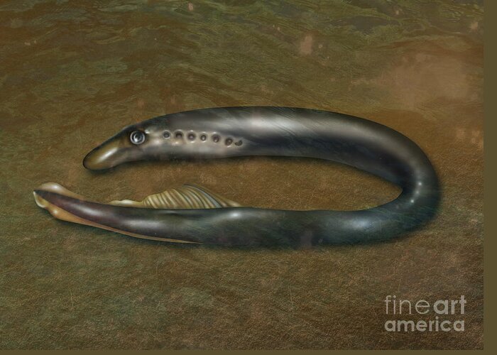 Nature Greeting Card featuring the photograph Lamprey Eel, Illustration by Gwen Shockey