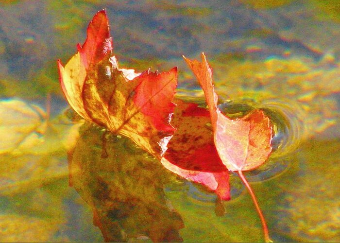 Leaves Greeting Card featuring the photograph Last Dance by Angela Davies