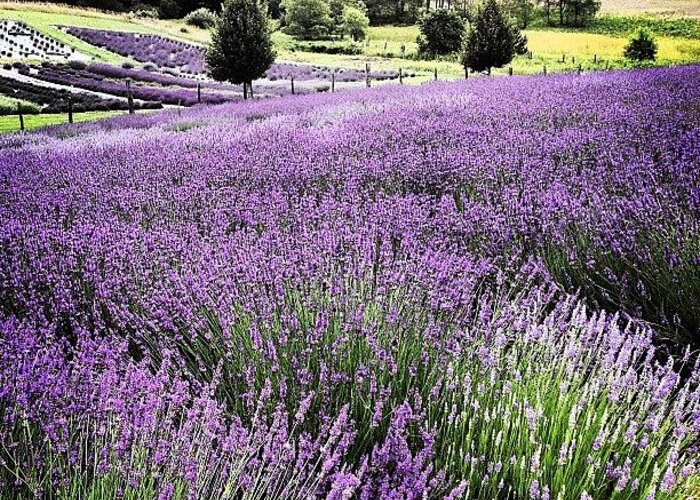 Lavender Greeting Card featuring the photograph Lavender Farm Landscape #1 by Christy Beckwith