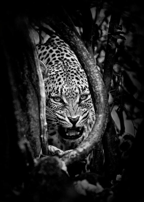 Leopard Greeting Card featuring the photograph 'leopard's Lair' by John Moulds
