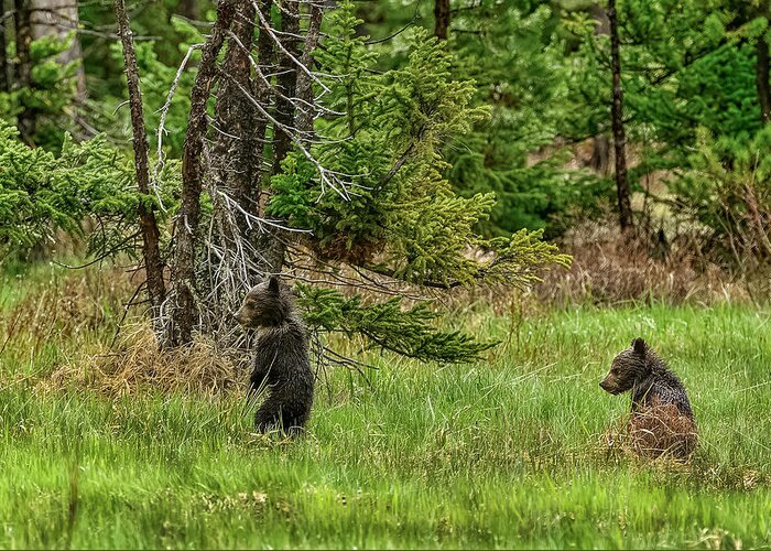 Grizzly Cubs Greeting Card featuring the photograph Let's Play Follow The Leader by Yeates Photography