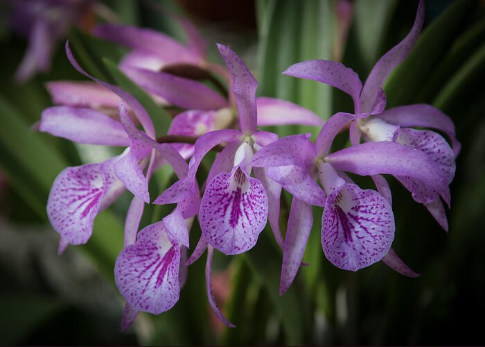 Penny Lisowski Greeting Card featuring the photograph Lilac Orchid Cluster #1 by Penny Lisowski