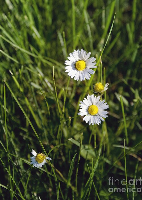 Daisy Greeting Card featuring the photograph Little white daisies by Cindy Garber Iverson
