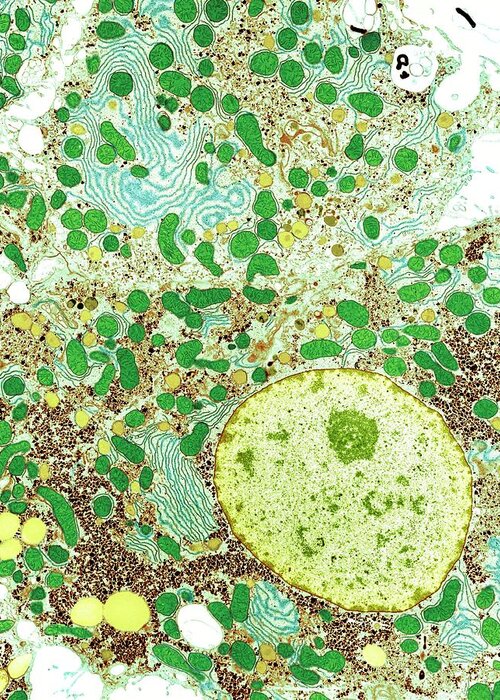 Hepatocyte Greeting Card featuring the photograph Liver Cells #1 by Medimage/science Photo Library