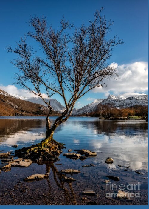 Llyn Padarn Greeting Card featuring the photograph Lone Tree #1 by Adrian Evans