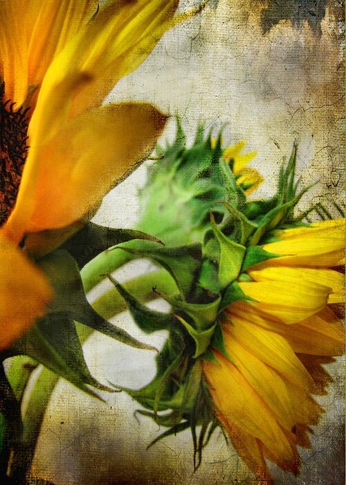 Sunflowers Greeting Card featuring the photograph Look away #1 by John Rivera