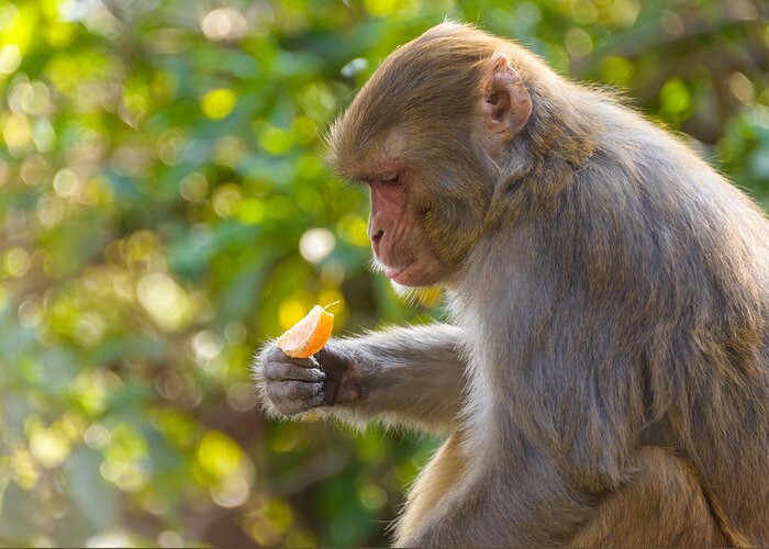 Macaque Greeting Card featuring the photograph Macaque eating an orange #1 by Dutourdumonde Photography