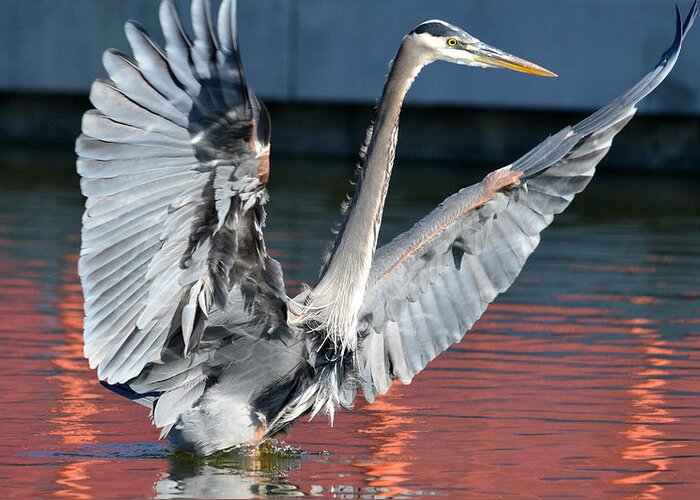 Great Blue Heron Greeting Card featuring the photograph Maestro #1 by Fraida Gutovich