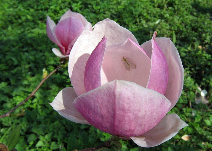 Magnolia Greeting Card featuring the photograph Magnolia 1 #1 by Helene U Taylor