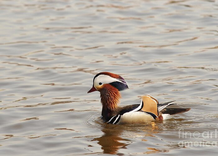 Duck Greeting Card featuring the photograph Mandarin Duck #1 by Michal Boubin