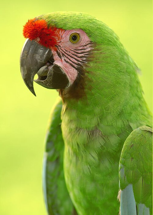 Feb0514 Greeting Card featuring the photograph Military Macaw Portrait Amazonian #1 by Pete Oxford