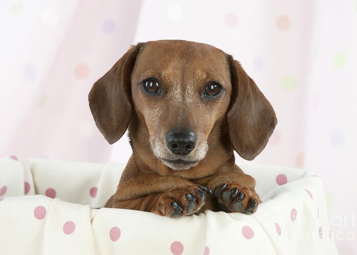 Dog Greeting Card featuring the photograph Miniature Short-haired Dachshund #1 by John Daniels