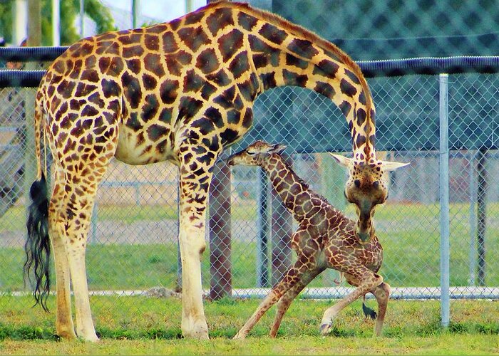 New Born Giraffe Greeting Card featuring the photograph 1 Minute Old by Iryna Goodall