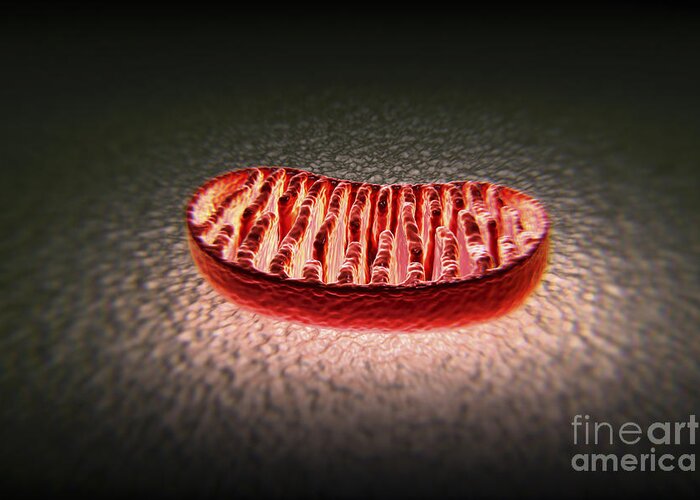 Anatomical Model Greeting Card featuring the photograph Mitochondria Cut #1 by Science Picture Co