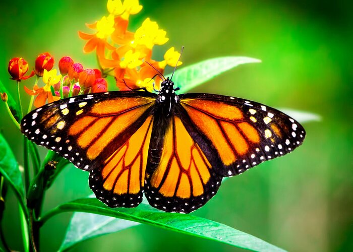Monarch Butterfly Greeting Card featuring the photograph Monarch Butterfly by Mark Andrew Thomas