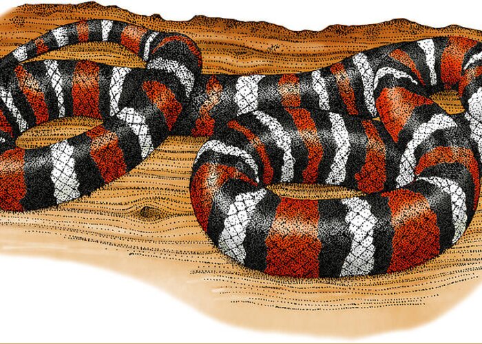 Art Greeting Card featuring the photograph Mountain Kingsnake by Roger Hall