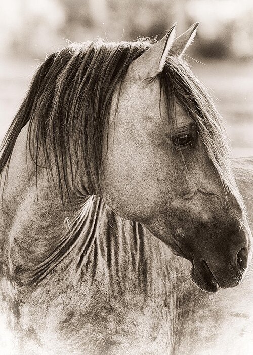 Equine Greeting Card featuring the photograph Mustang #2 by Ron McGinnis