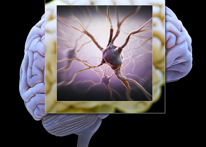 3d Visualization Greeting Card featuring the photograph Neuron And Brain #2 by Science Picture Co