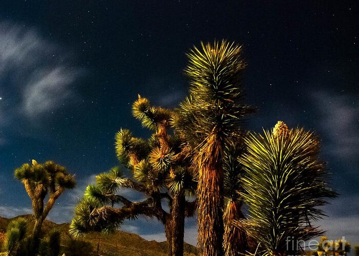 Desert Moon Greeting Card featuring the photograph NighT DeserT by Angela J Wright