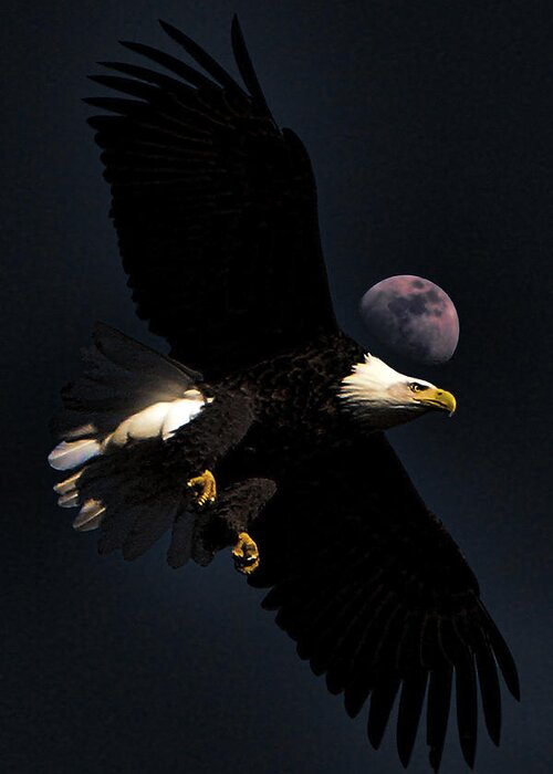 Eagle Greeting Card featuring the photograph Night Moves #2 by John Freidenberg