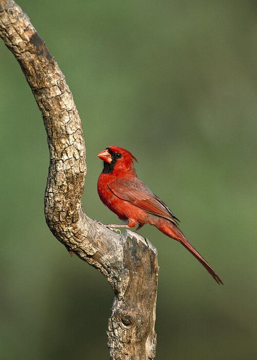 Feb0514 Greeting Card featuring the photograph Northern Cardinal Male Texas by Tom Vezo