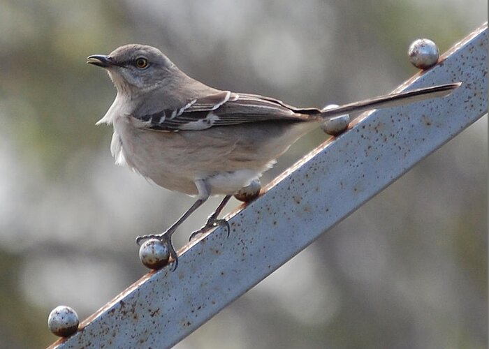 Mockingbird Greeting Card featuring the photograph Northern Mockingbird 2 #1 by Leticia Latocki