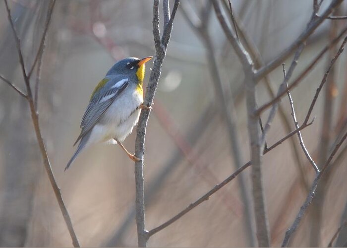 Northern Parula Greeting Card featuring the photograph Northern Parula #1 by James Petersen