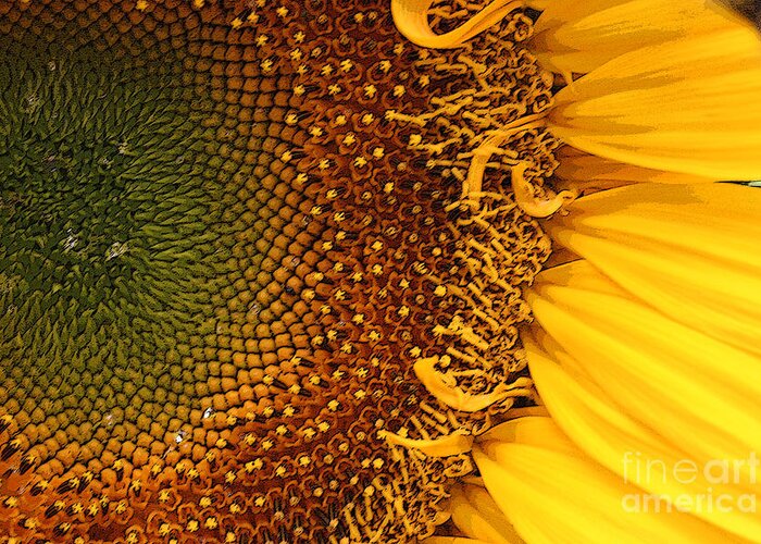 Sunflower Greeting Card featuring the photograph O Sunflower by Jeanette French