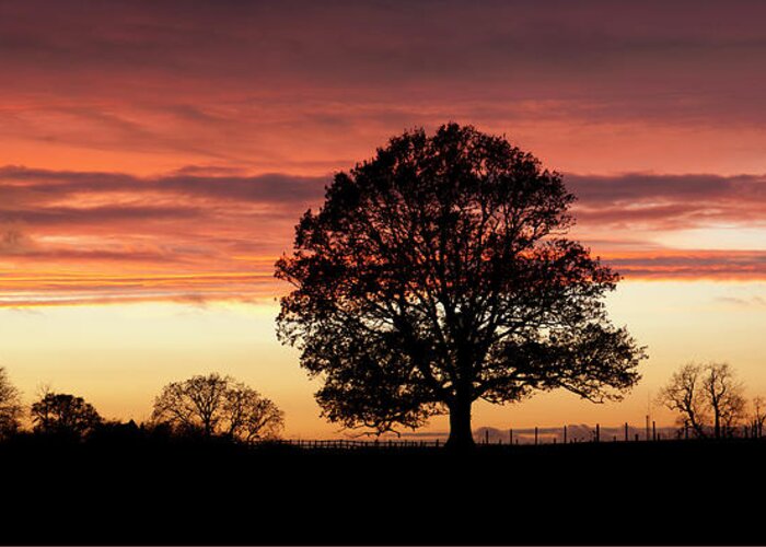 Tranquility Greeting Card featuring the photograph Oak Tree Viewed Against Sunset #1 by Travelpix Ltd