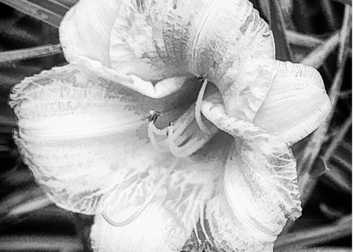 Dayton Greeting Card featuring the photograph Oakwood Daylily bw #1 by Don Vine
