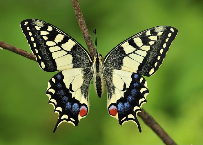 525127 Greeting Card featuring the photograph Oldworld Swallowtail Butterfly #2 by Thomas Marent
