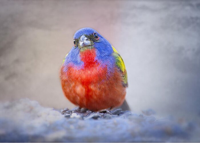 Painted Bunting Greeting Card featuring the photograph On Cloud Nine #1 by Bonnie Barry
