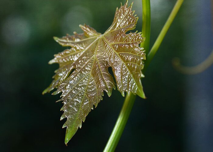 Grapevine Leaf Greeting Card featuring the photograph On My Own #1 by Fraida Gutovich