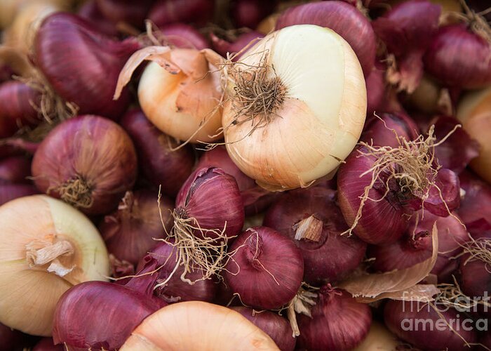 Onions Greeting Card featuring the photograph Onions #1 by Rebecca Cozart