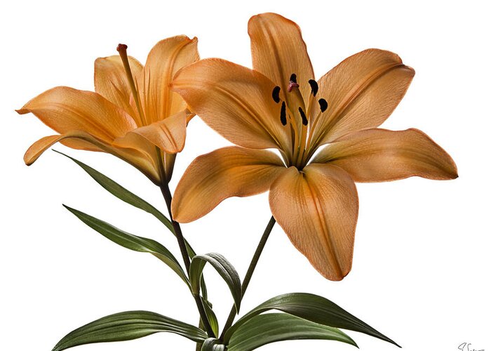 Flower Greeting Card featuring the photograph Orange Asiatic Lilies by Endre Balogh