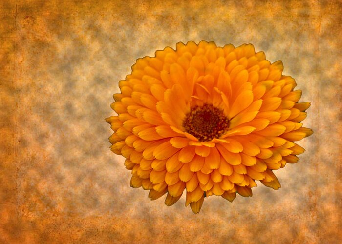 Orange Greeting Card featuring the photograph Orange Zinnia #1 by Bill Barber