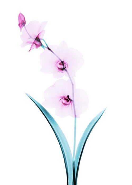 Flower Greeting Card featuring the photograph Orchid Flowers #1 by Brendan Fitzpatrick
