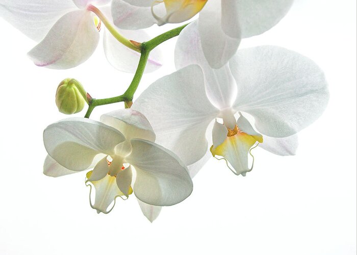 Plant Greeting Card featuring the photograph Orchid Flowers #1 by Tony Craddock/science Photo Library