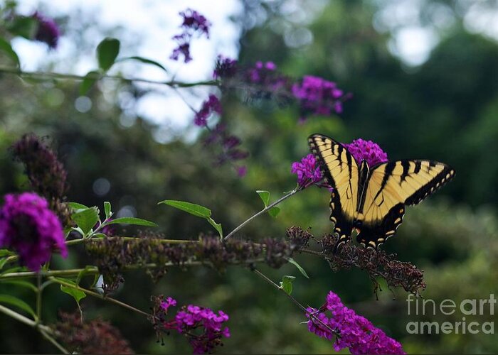 Butterfly Greeting Card featuring the photograph Out Of Bounds II #1 by Judy Wolinsky