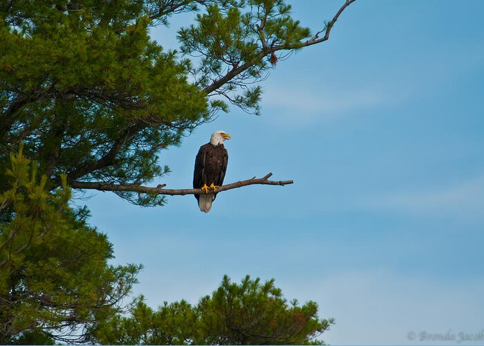 Bald Eagle Greeting Card featuring the photograph Out on a Limb #1 by Brenda Jacobs