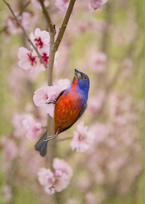 Painted Bunting In Spring Greeting Card featuring the photograph Painted Bunting in Spring #1 by Bonnie Barry