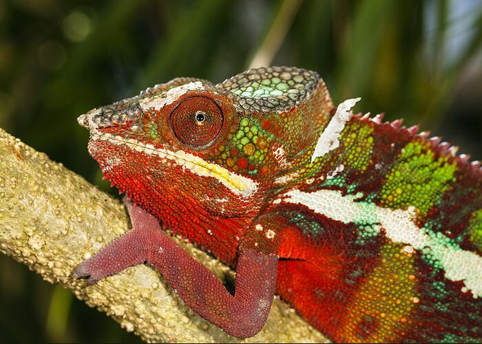 Feb0514 Greeting Card featuring the photograph Panther Chameleon Male Madagascar #1 by Konrad Wothe
