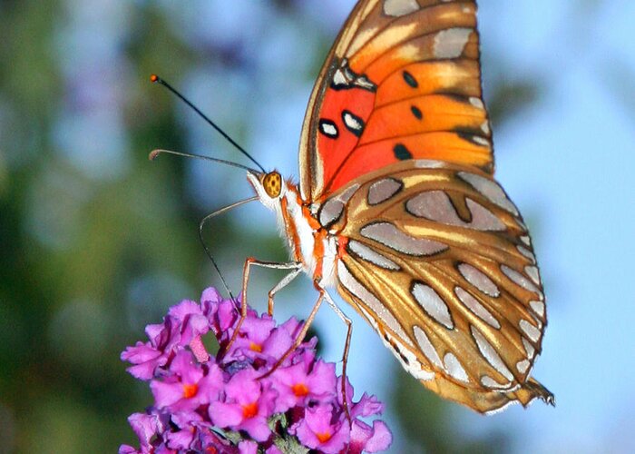 Passion Butterfly Greeting Card featuring the photograph Passion Butterfly #1 by Stacy Egnor