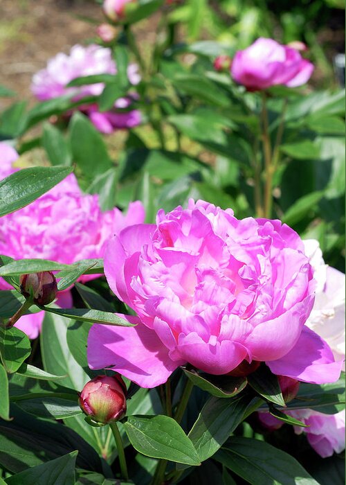 Peony (paeonia Lactiflora 'heirloom') Greeting Card by Anthony  Cooper/science Photo Library