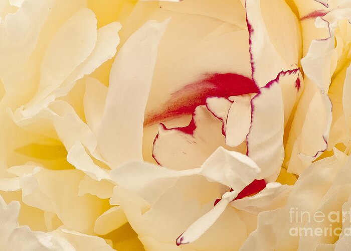Flower Greeting Card featuring the photograph Peony by Steven Ralser