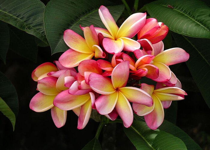 Yellows Greeting Card featuring the photograph Pink and Yellow Plumeria #1 by Karen Nicholson