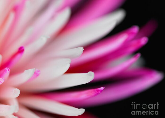 Chrysanthemum Greeting Card featuring the photograph Pink Chrysanthemum Flower Isolated on Black Background. Macro #1 by Laurent Lucuix