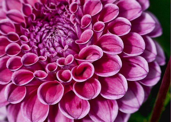 Dahlia Greeting Card featuring the photograph Pink Dahlia #1 by Shirley Mangini